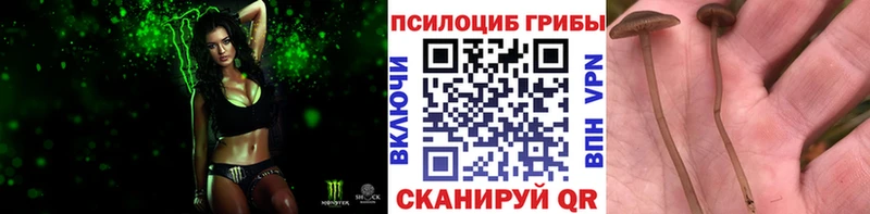 Псилоцибиновые грибы Psilocybine cubensis  Городище 